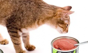 一个月的猫能吃猫罐头吗