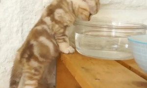 两个多月的小猫不喝水怎么办