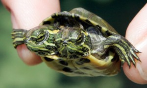 巴西翠龟的特点是什么