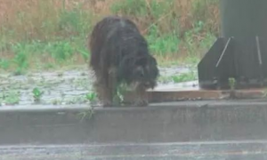 狗狗被前主人送给朋友后却被遗弃，它风雨中等待4个月终又回到家