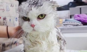 在宠物店给猫咪洗澡多少钱