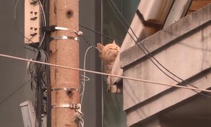 橘猫待在屋顶上42天，周围邻居都觉得很奇怪
