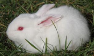 中国白兔怎么养