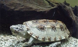 三弦巨型鹰嘴泥龟能活多少年