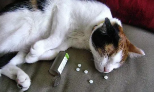 可以给猫吃的消炎药都有哪些牌子