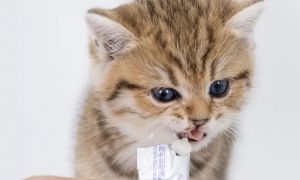 猫咪益生菌怎么喂