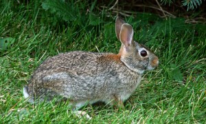 新英格兰棉尾兔特点是什么