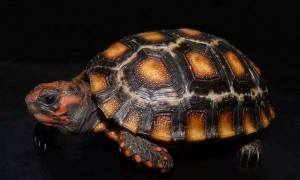 哥伦比亚红腿陆龟多少钱一只