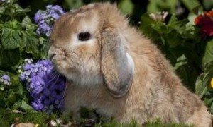 美国黄褐色家兔一般多少斤