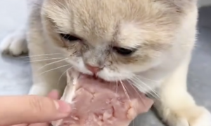 主人将猫咪偷拿的肉抢回来，没想到它竟伤心地流泪了，一枚吃货啊