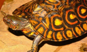 哥斯达黎加木纹龟怎么分雌雄