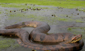 亚马逊电蛇外形特征