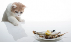喂宠物猫吃鱼的好处和坏处