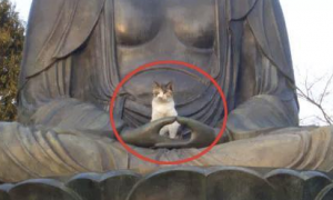 一只喜欢坐在佛祖手上发呆的猫咪，很清新脱俗了……