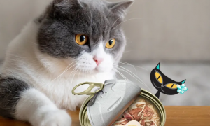 猫咪罐头怎么保存