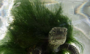 饲养绿毛龟的水质要求