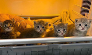 四只小猫流浪一周被发现，被救治后开启了新生活