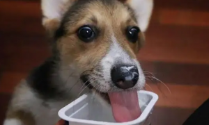 糖尿病狗狗能喝酸奶吗