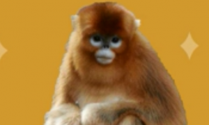 瓜斯马猴是国家一级保护动物吗