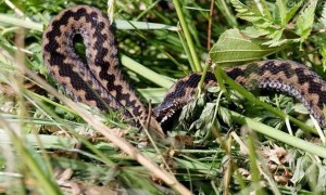 圆斑蝰蛇能咬死人吗