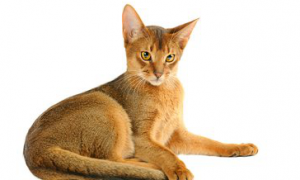 阿比西尼亚猫外形特征