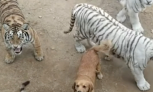 动物园虎群中惊现一只金毛，游客看得心惊胆战，园方：那是老虎的妈！