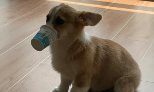 小狗喝一点酸奶可以吗
