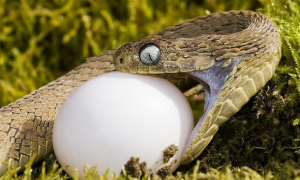 食蛋蛇最大有多少斤