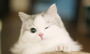 十来天的小奶猫能养活吗