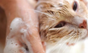 猫洗完澡不吹干会死吗为什么