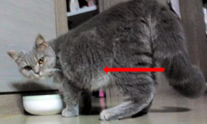 猫咪肚子胖和腹水的区别在哪