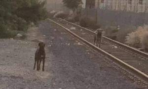 两只狗狗被人遗弃在铁路边，在原地苦苦奢望无良主人能接它们回家