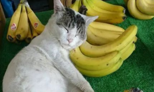 看水果摊的小猫，枕着香蕉睡着了，睡姿迷人，网友：猫咪太累了！