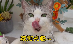中华厨猫的视频怎么拍的