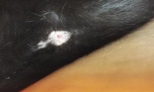 幼猫肛门红肿外翻是什么原因