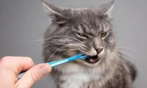猫咪多大的时候可以刷牙