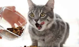 猫几个月可以吃成年猫粮