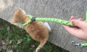 猫咪牵引绳怎么绑