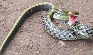 黑眉锦蛇能活多少年