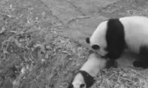 熊猫妈妈带娃方式太奇特，想不到你是这样的熊猫妈妈，坑娃呀！