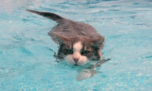 猫会游泳吗会淹死吗