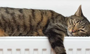 猫趴着睡是什么原因引起的