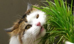 小麦草是猫草吗