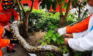 广东肇庆发现大蟒蛇，重20斤2米长，潜入鸡舍偷吃，吃撑赖着不走