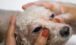 宠物狗可以用人的沐浴露吗