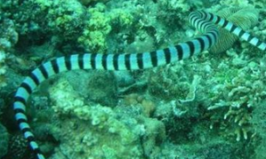 艾基特林海蛇是保护动物吗