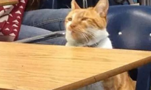橘猫成学霸猫：我橘猫乞求有姓名，于是它拥有了一张学生证！