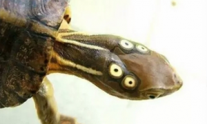 四眼斑水龟能活多少年