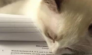 猫咪趴在主人的作业上，表情很是无望，网友：那是我的真实写照！