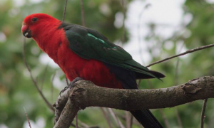 澳洲国王鹦鹉怎么分辨雌雄
